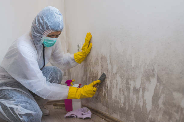 Best White Mold Remediation in Stony Point, NC